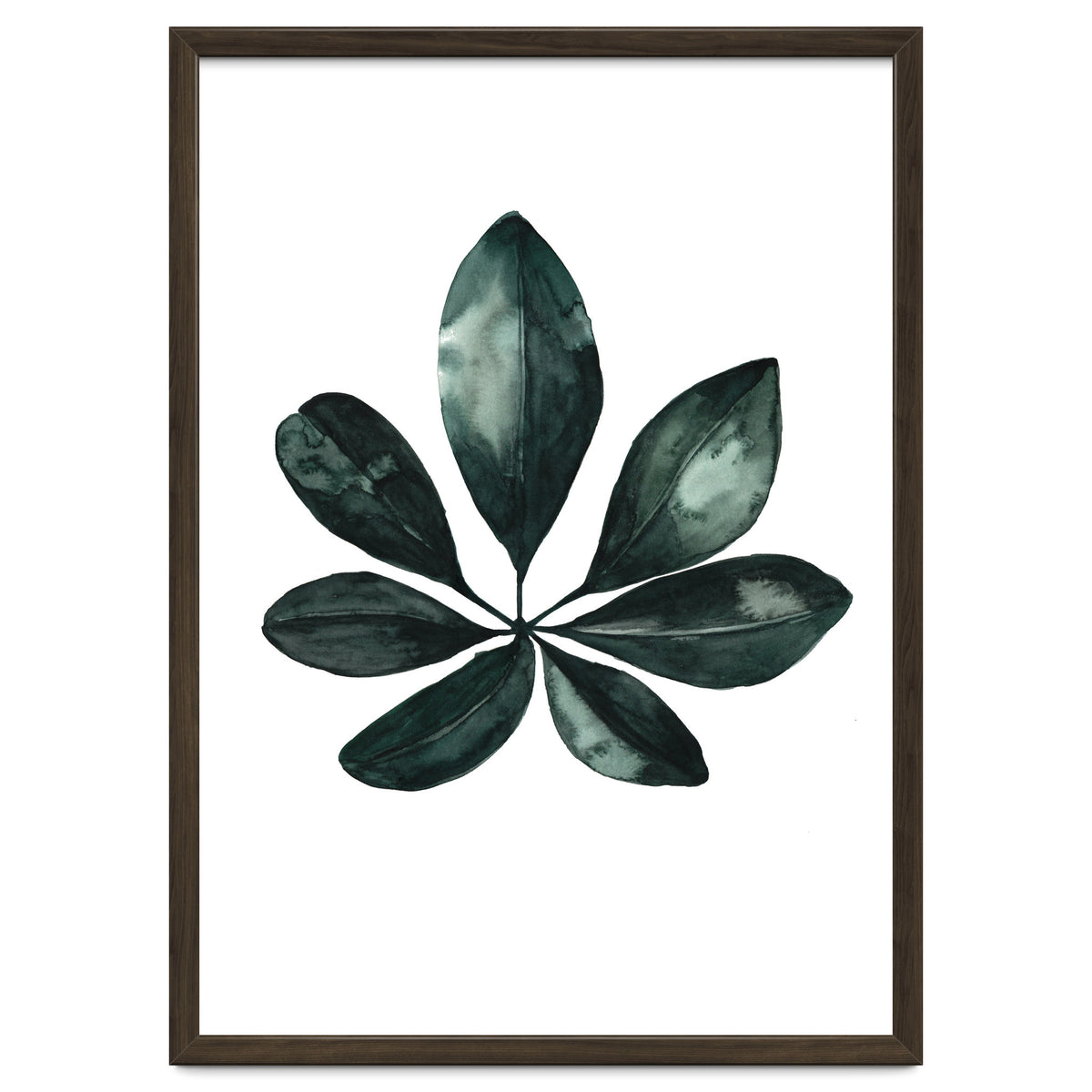 Botanical Illustration Arboricola Schefflera