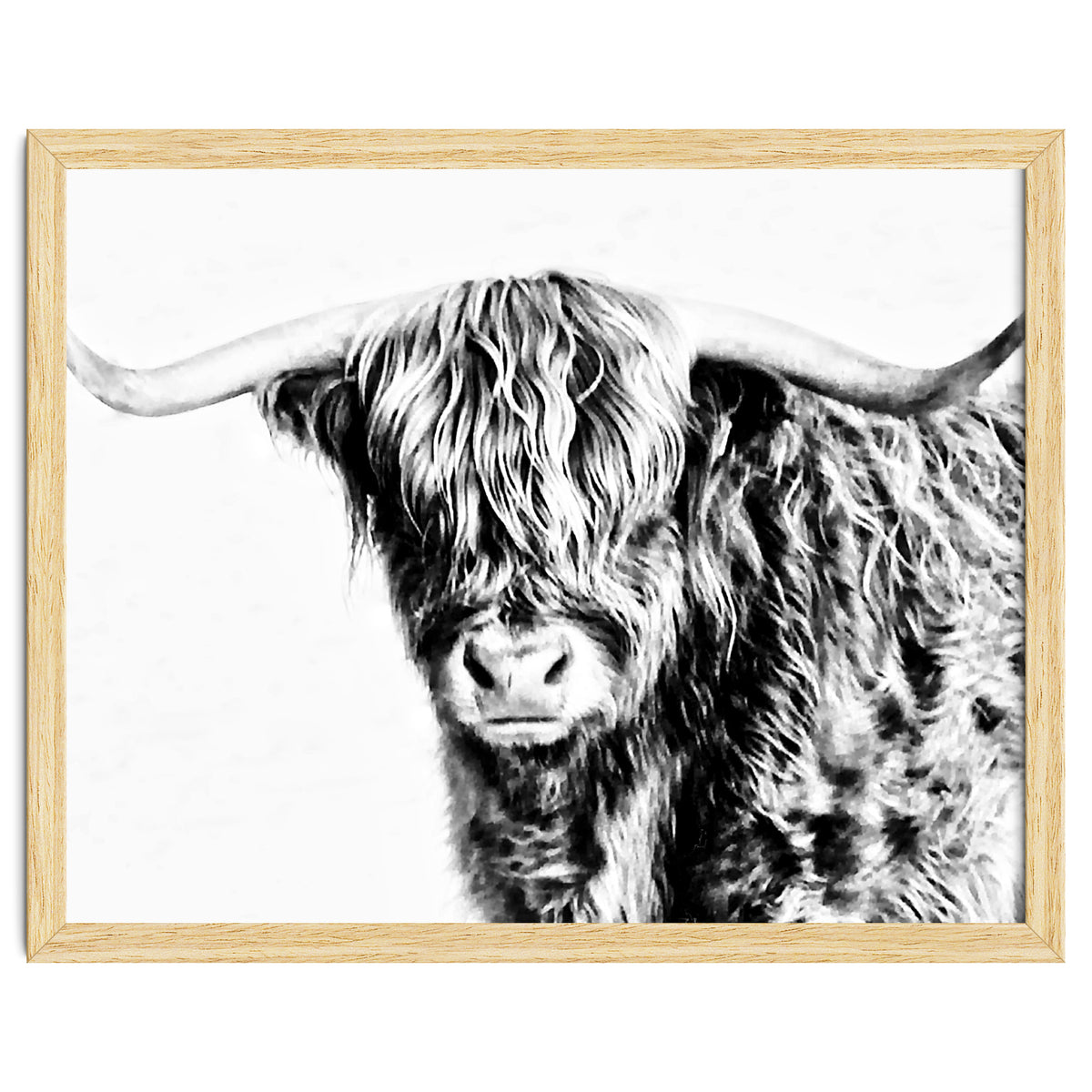 Highland bull