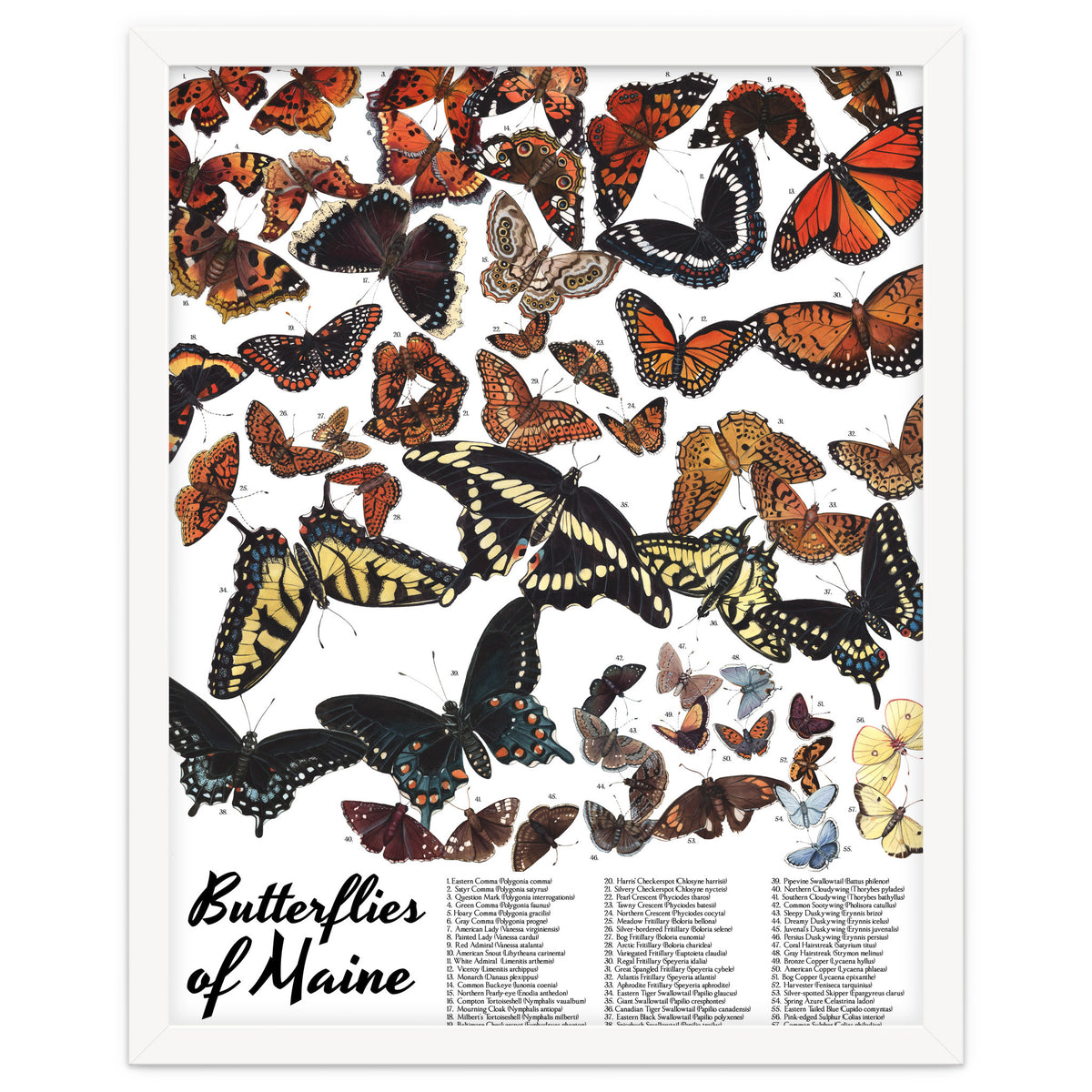 Maine Butterflies Chart