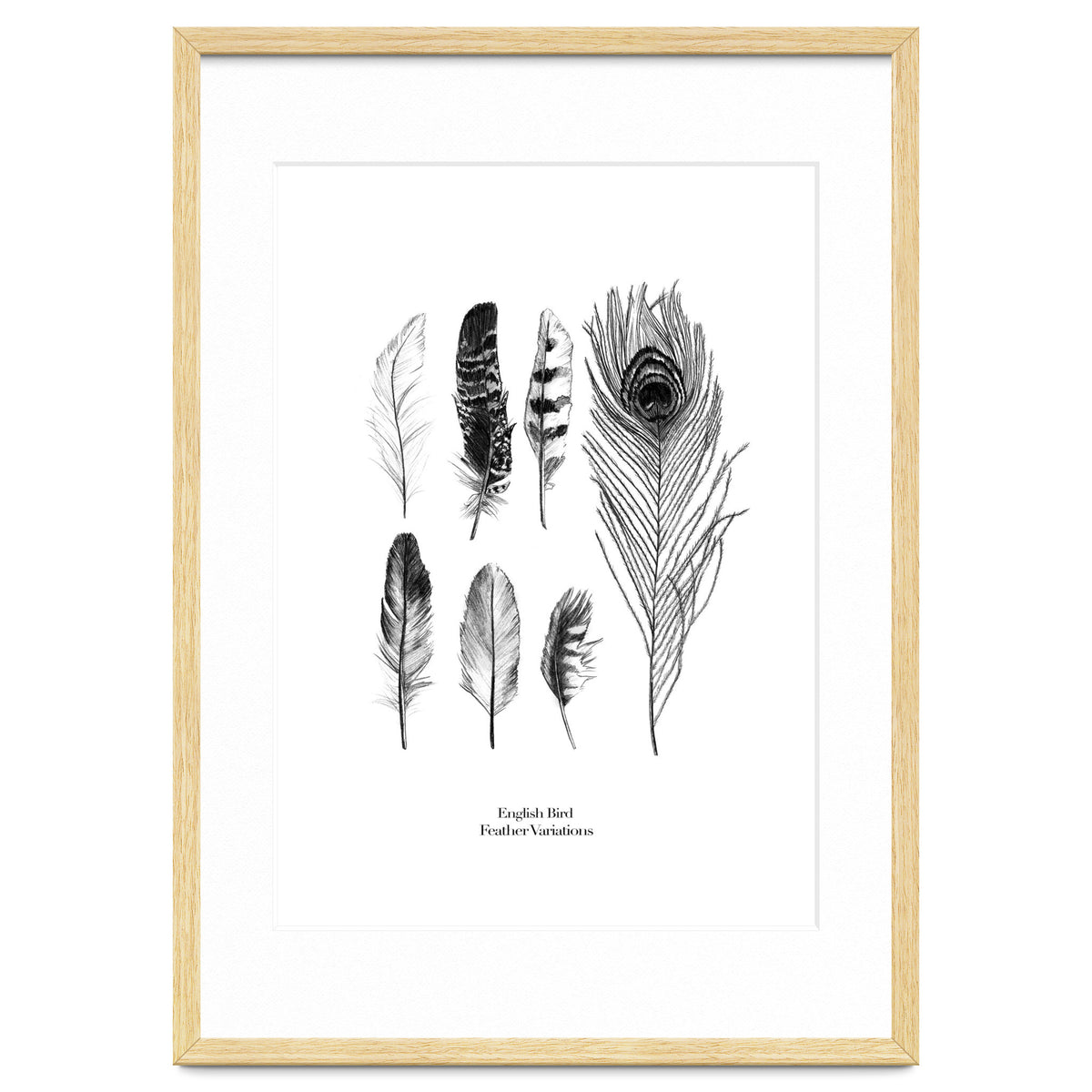 English Feather Variations