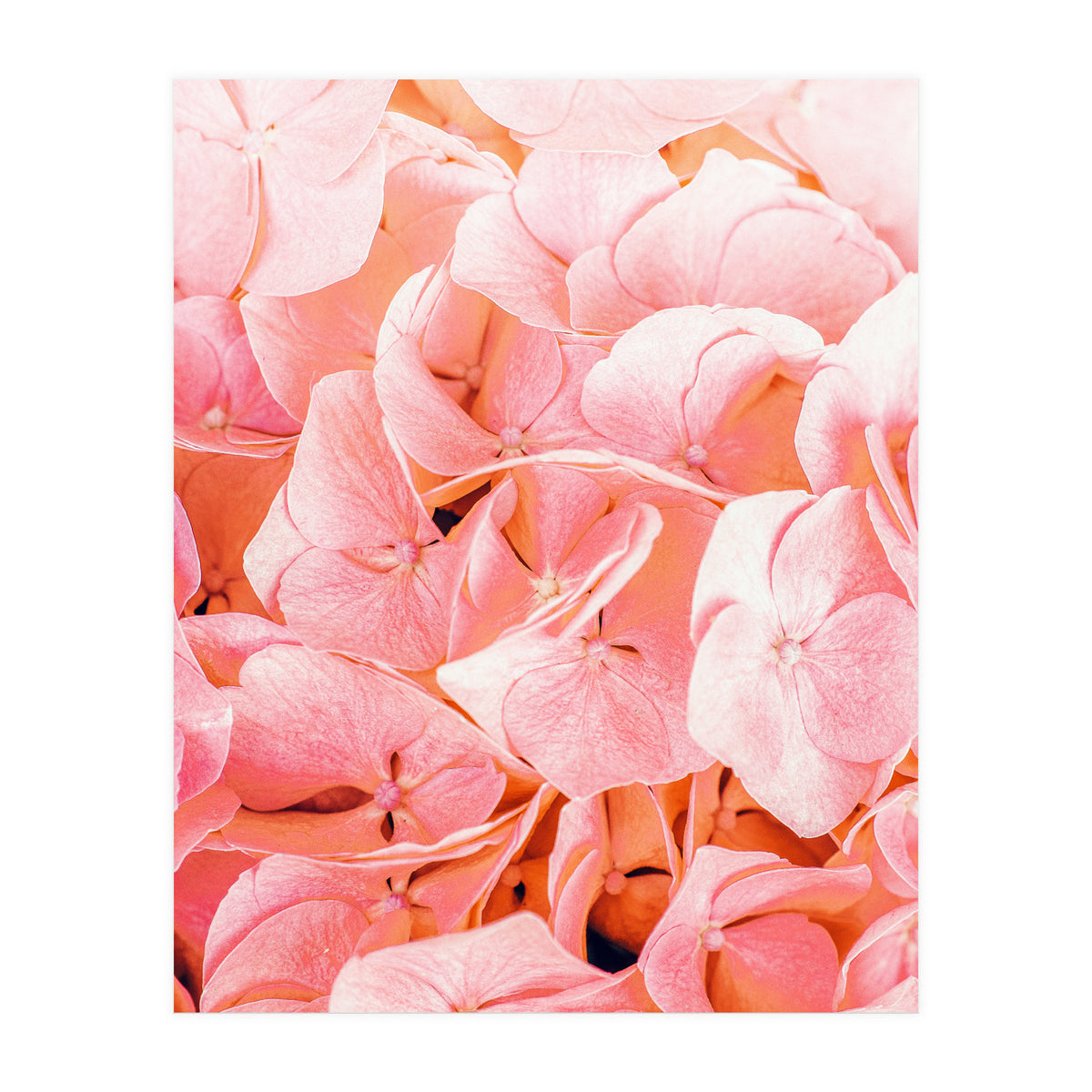 Blushing (Print Only)