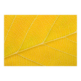 Autumn Leaf (Print Only) thumbnail