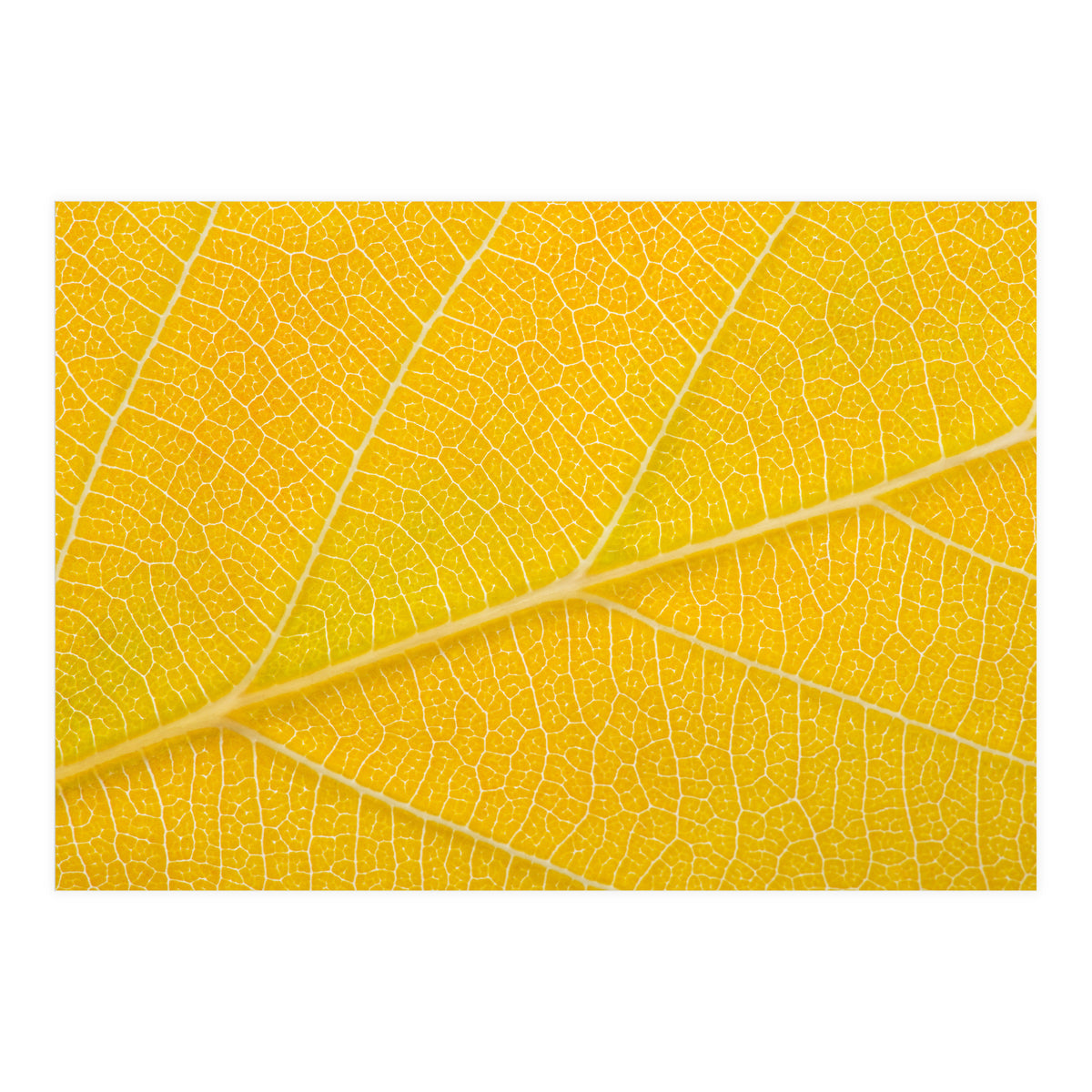 Autumn Leaf (Print Only)