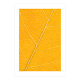 Autumn Leaf (Print Only) thumbnail