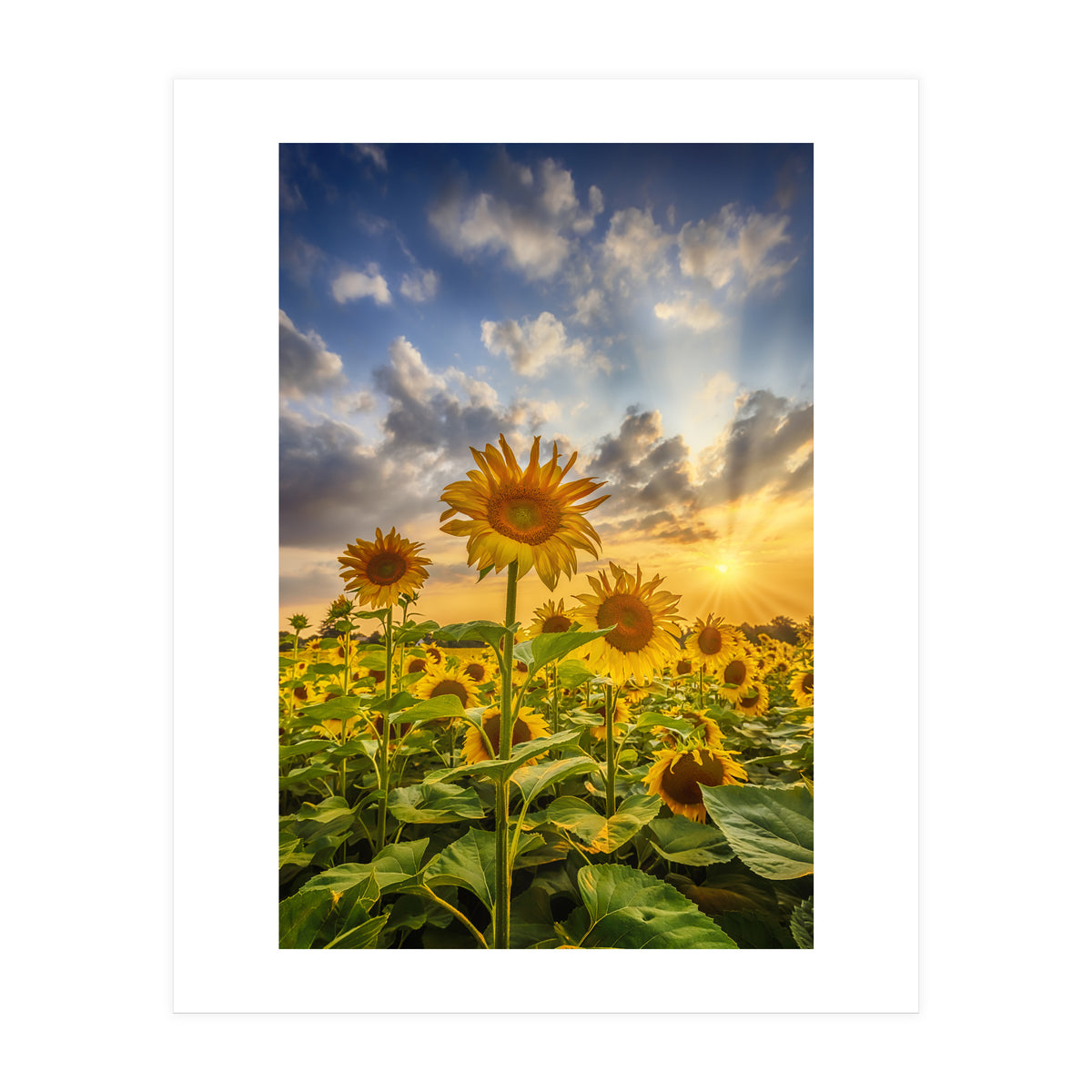 Sunset with beautiful sunflowers (Print Only)