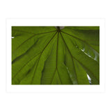 Hothouse (Print Only) thumbnail