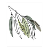 Willow (Print Only) thumbnail