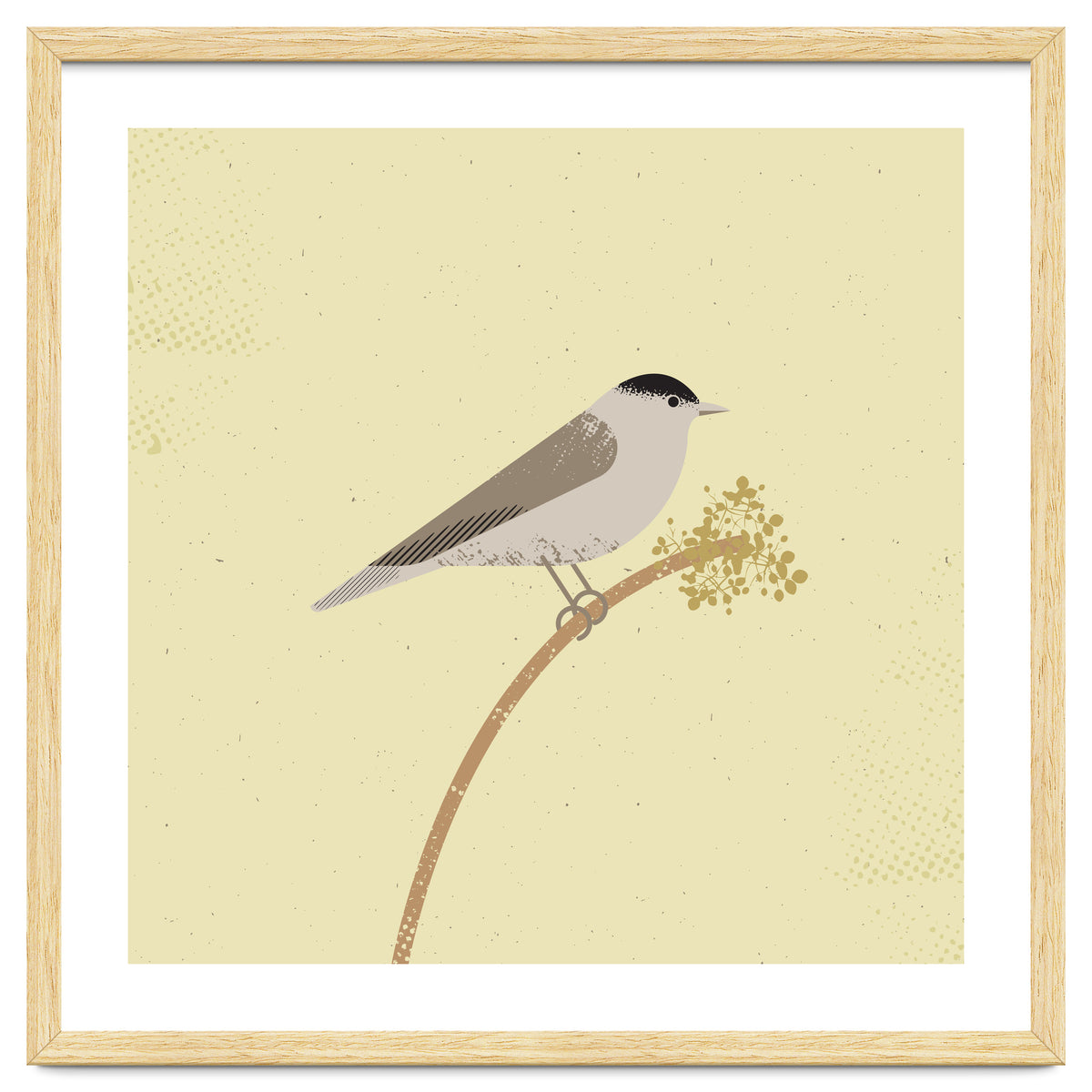 Blackcap