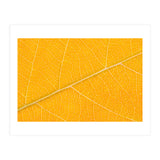 Autumn Leaf (Print Only) thumbnail