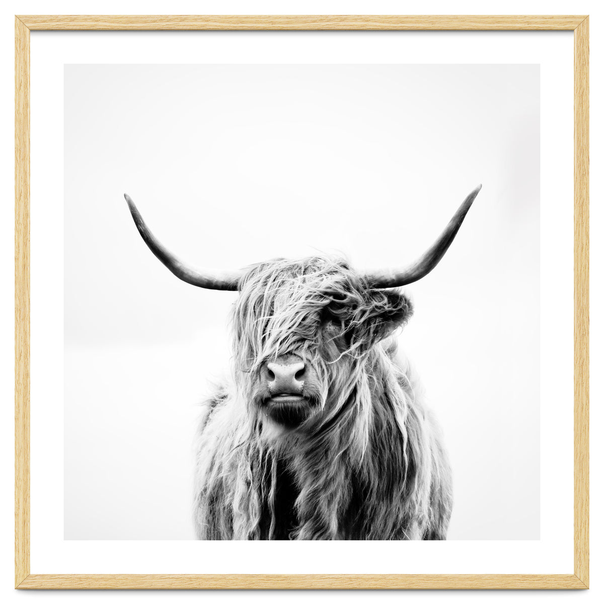 Portrait of a Highland Cow (Square Version)
