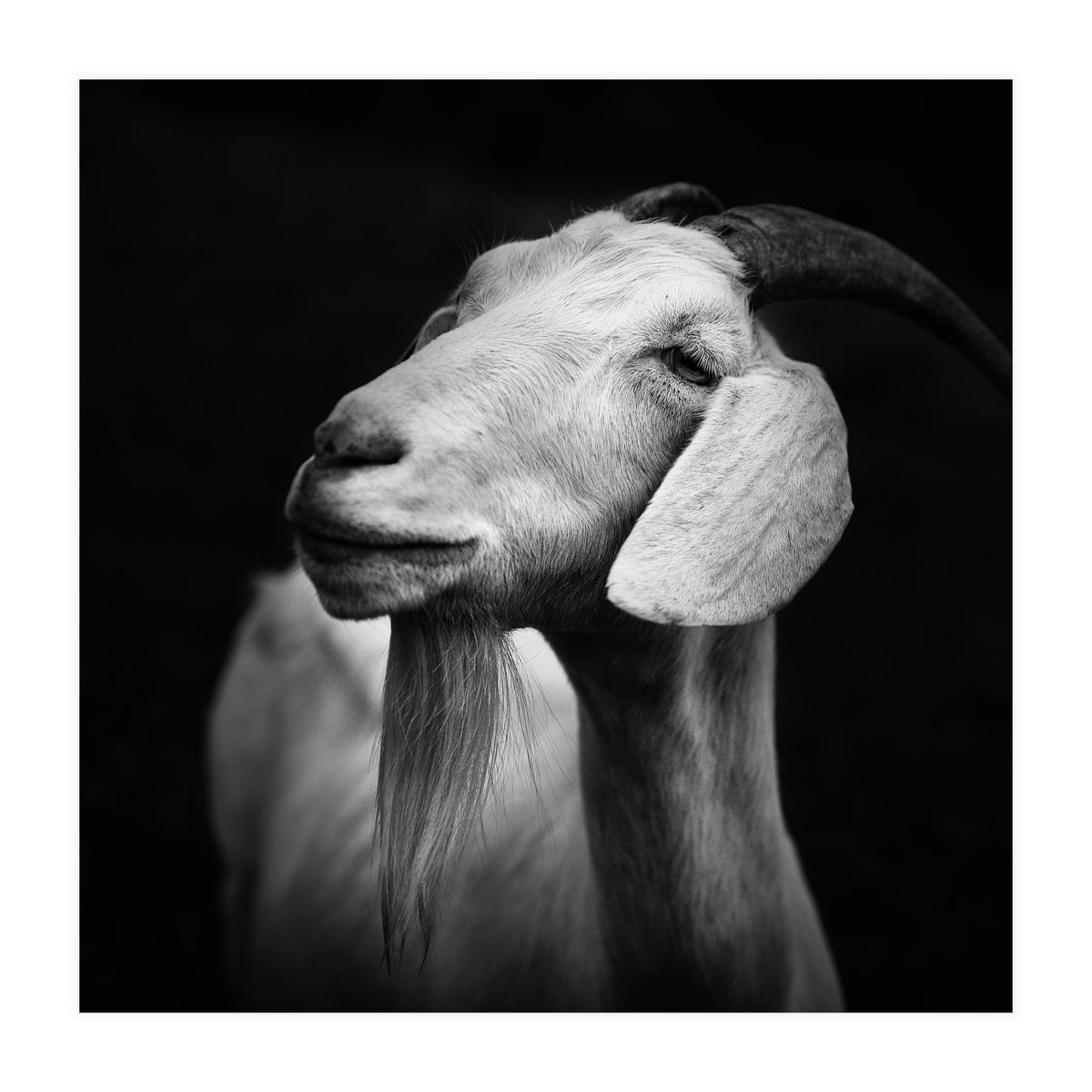 Billy Goat Adam (Print Only)