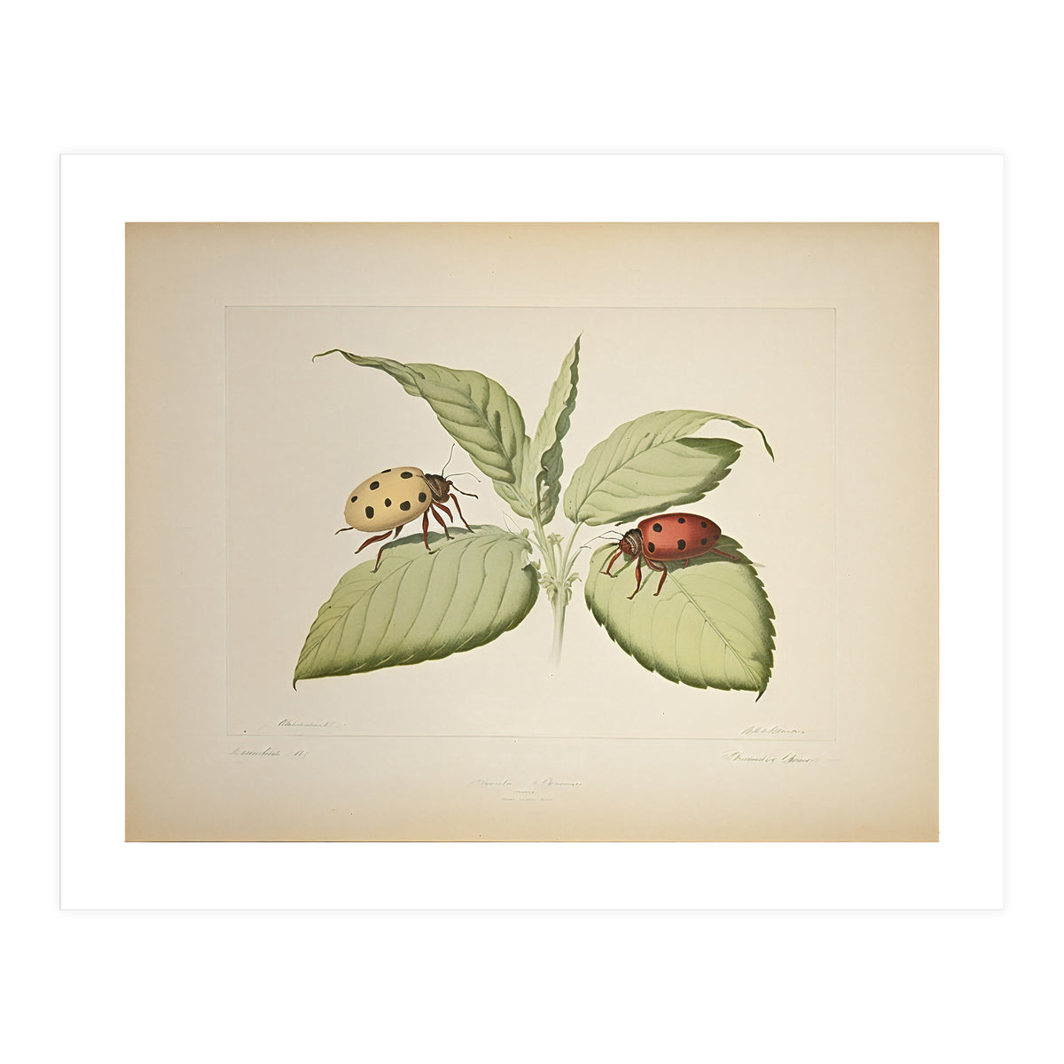 Vintage Ladybirds Illustration (Print Only)
