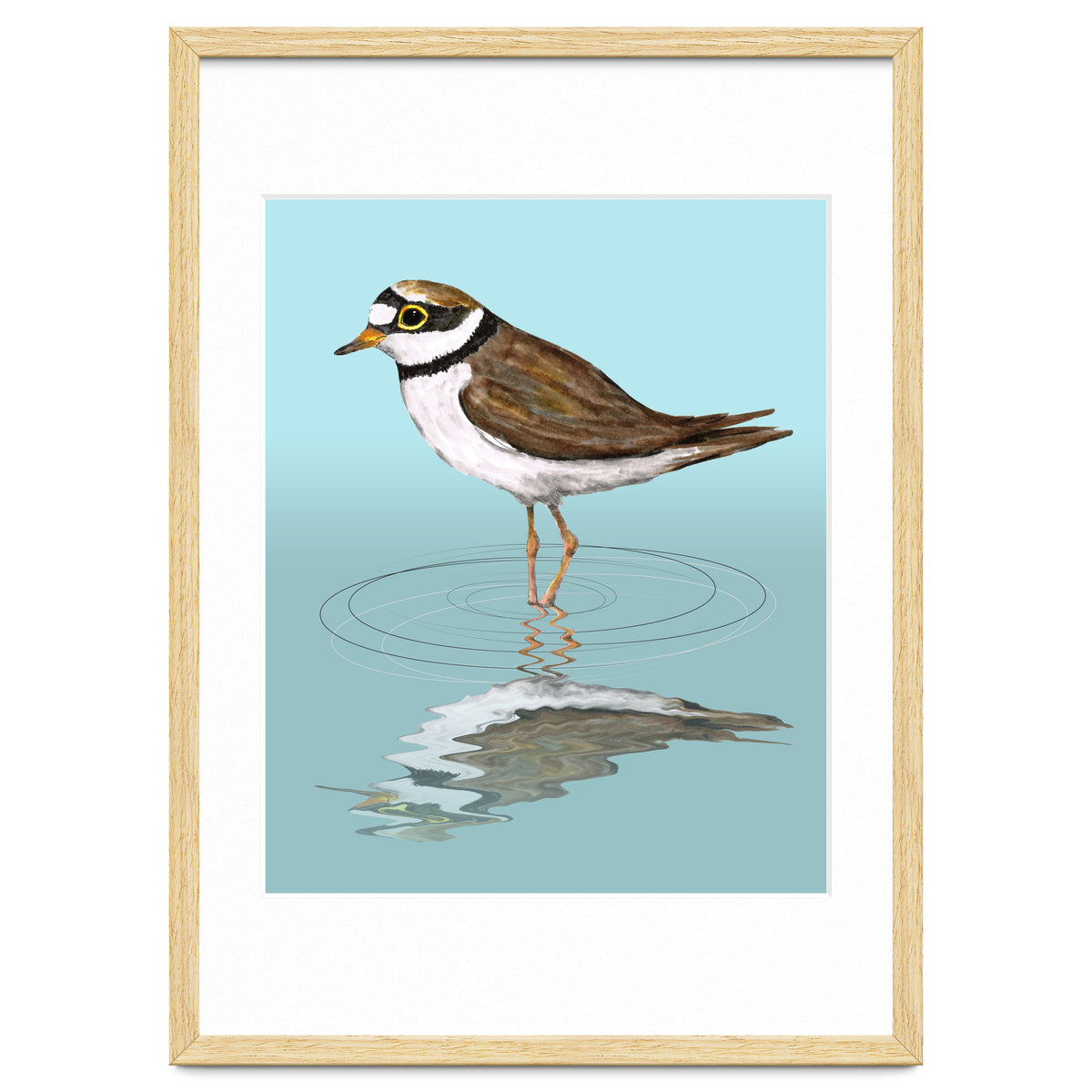 Little ringed  plover