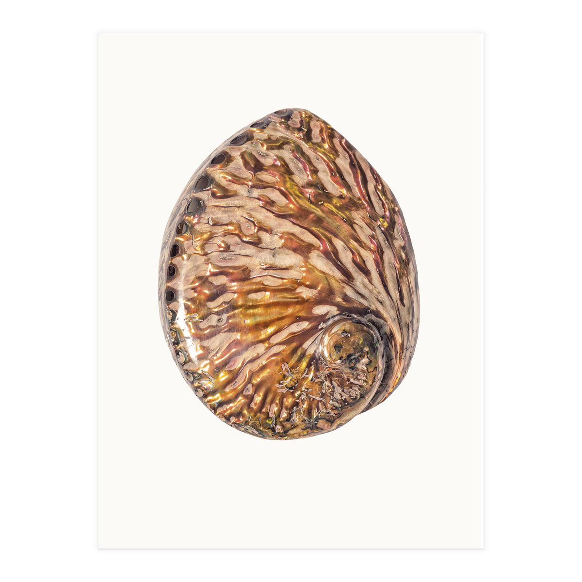 Cc Shell 03 (Print Only)