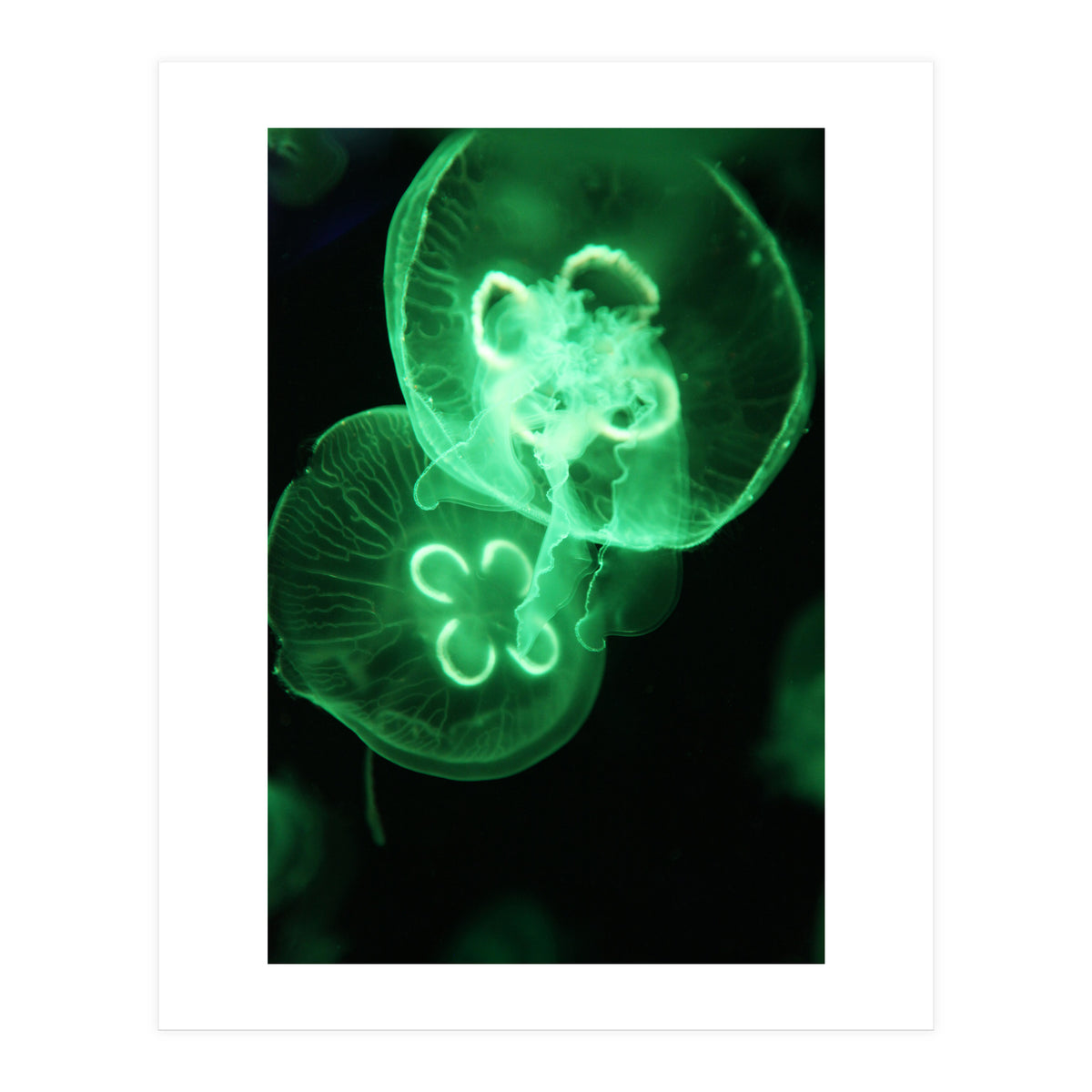 Jellyfish (Print Only)