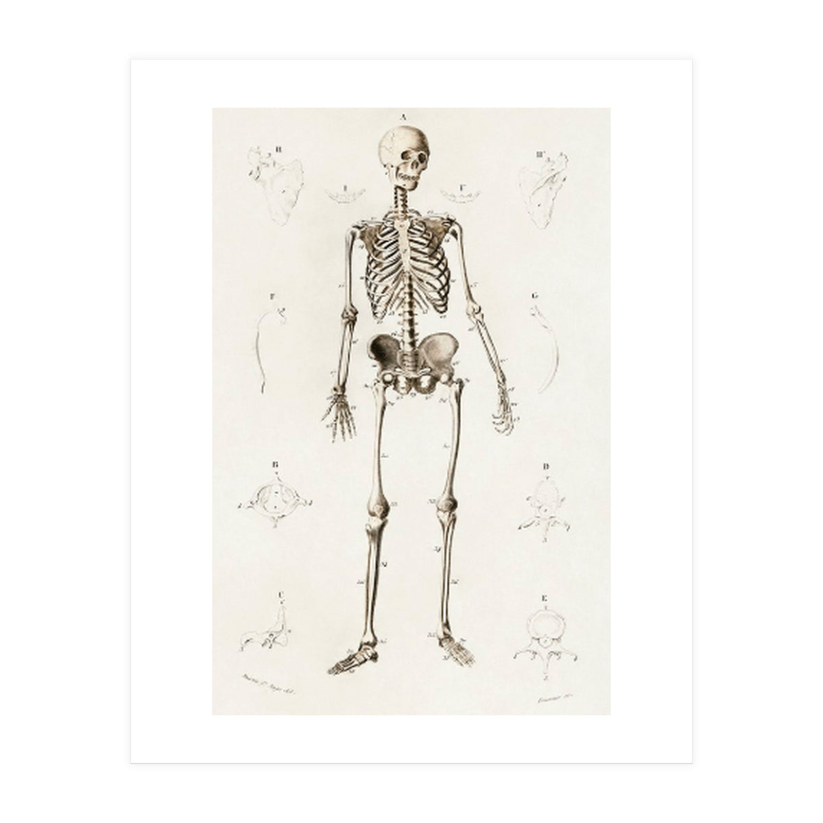 Human skeleton illustrated (Print Only)