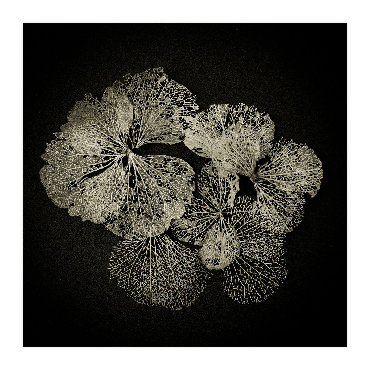 Hydrangea Petals  (Print Only)