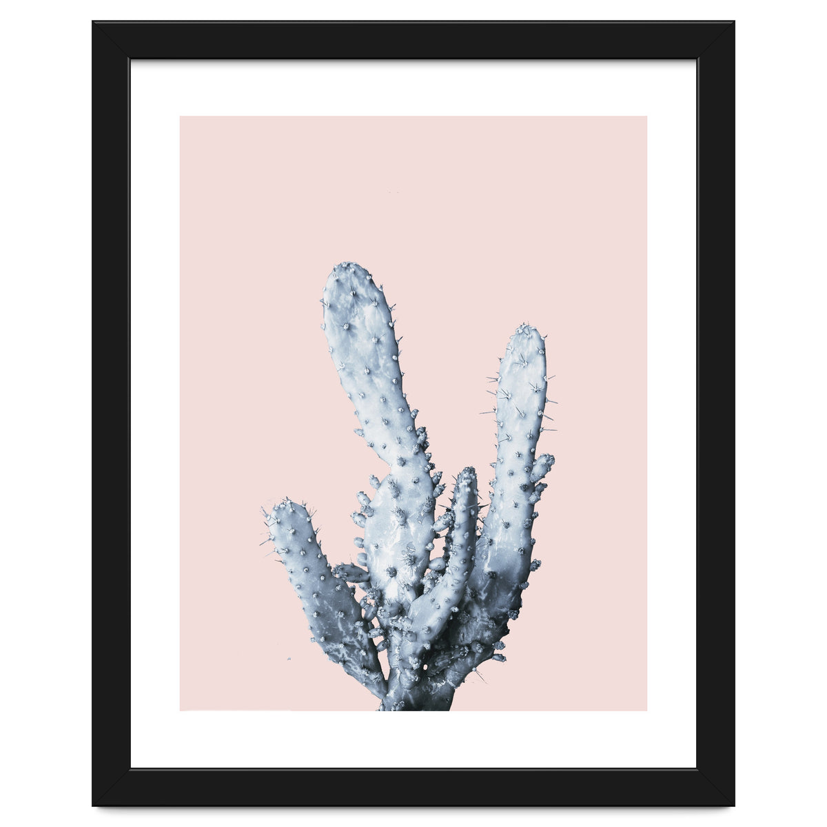 Cactus collection BL-I