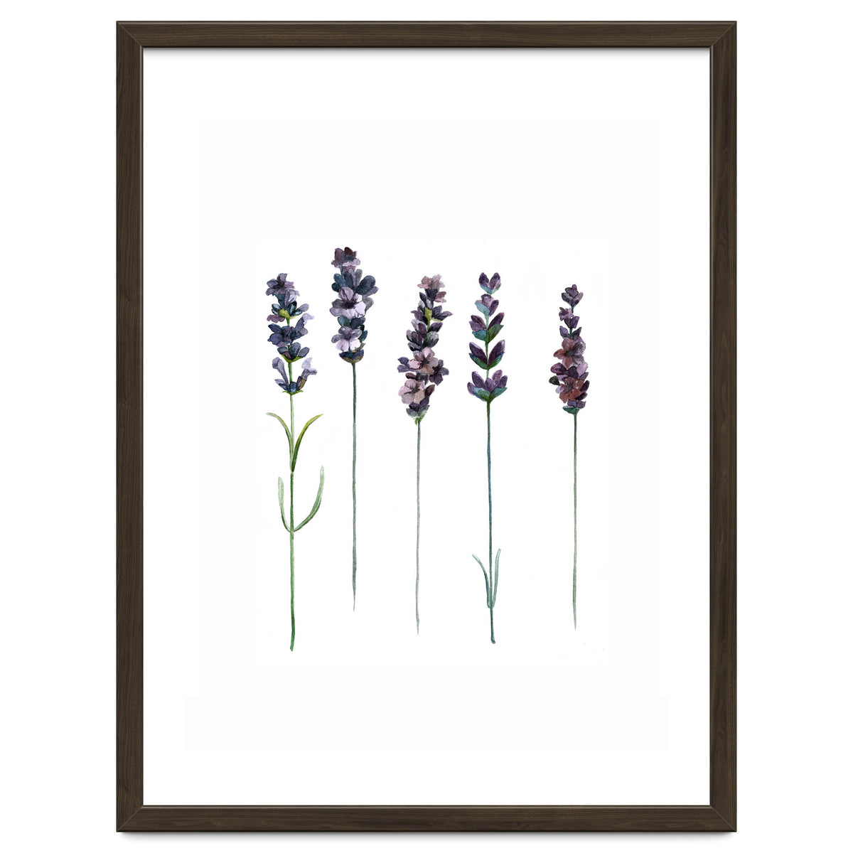 Botanical Illustration Lavender