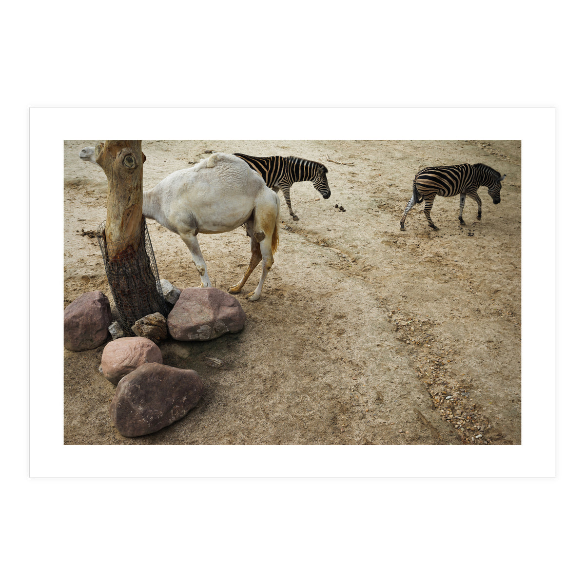 Hiding Game (Print Only)