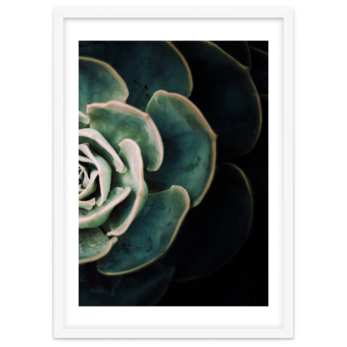 Darkside Of Succulents 4-B