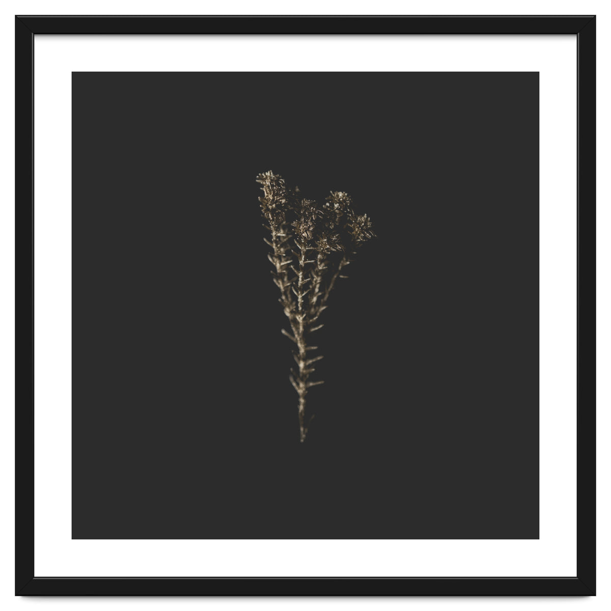 Moody Golden Botanicals - Square