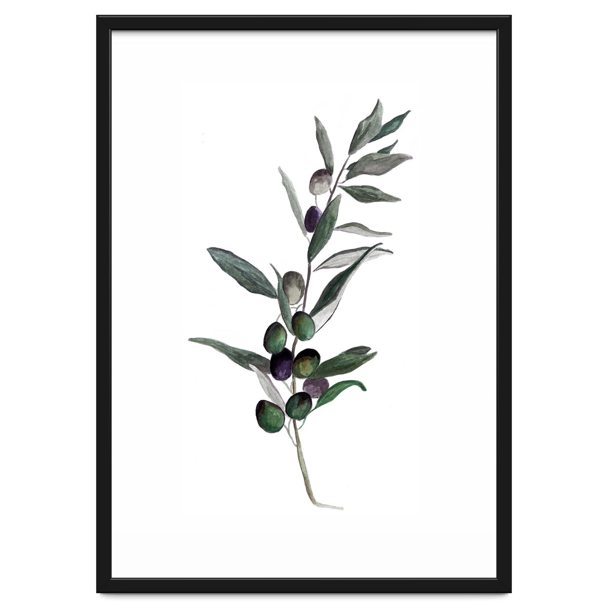 Botanical Illustration Olive