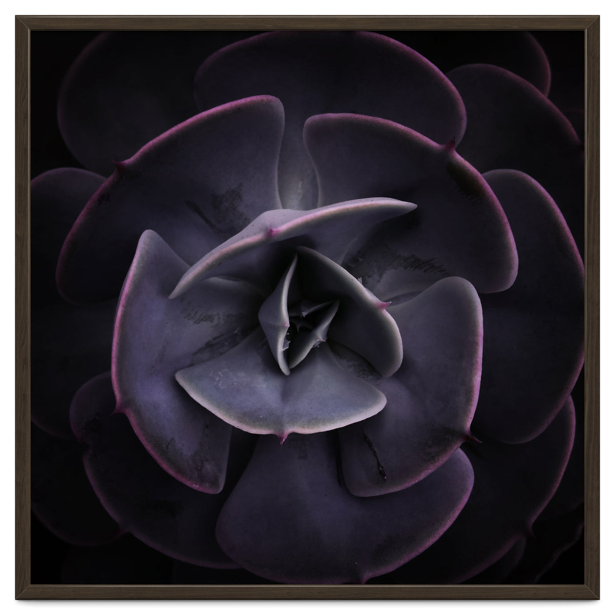 DARKSIDE OF SUCCULENTS VIII