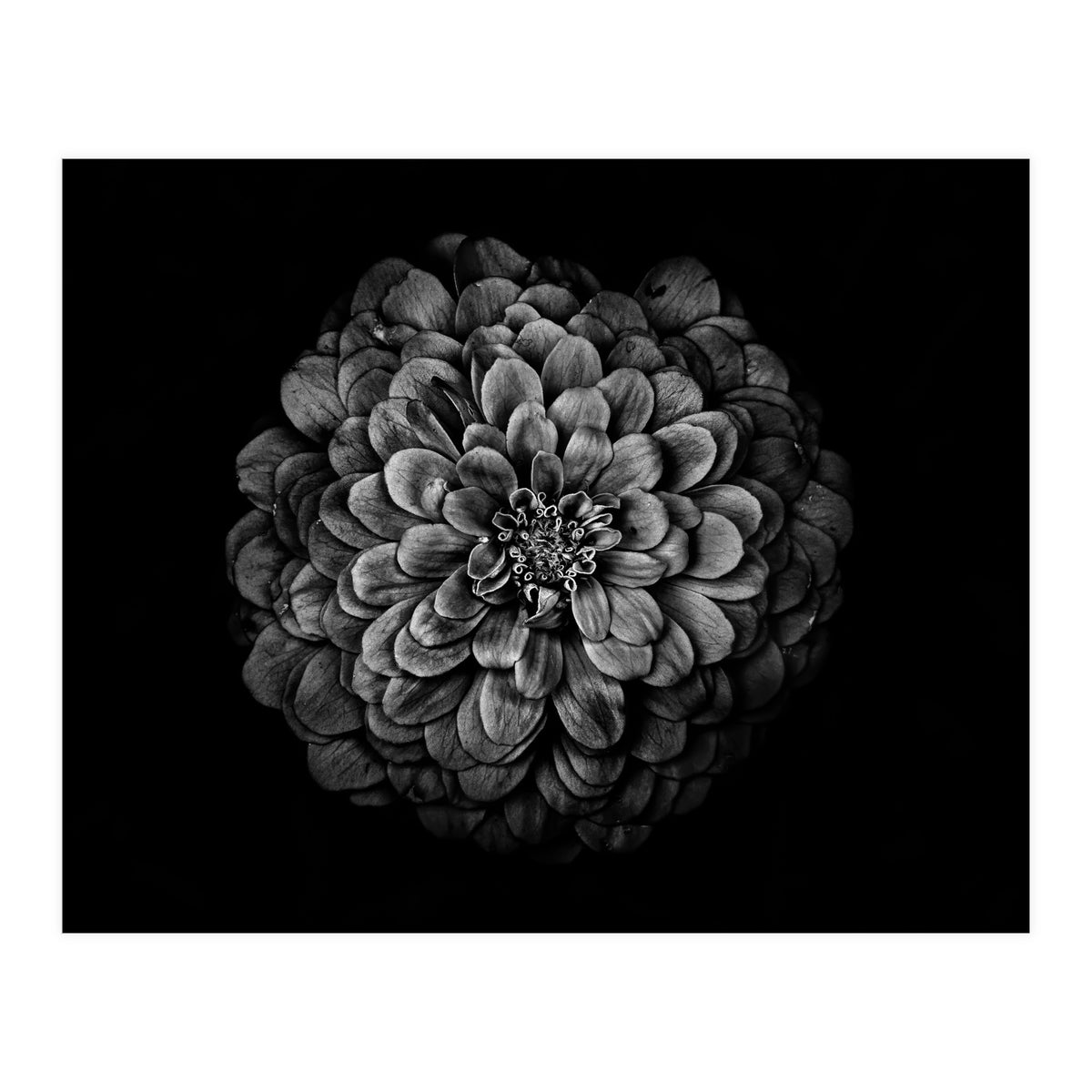 Backyard Flowers In Black And White 54 (Print Only)