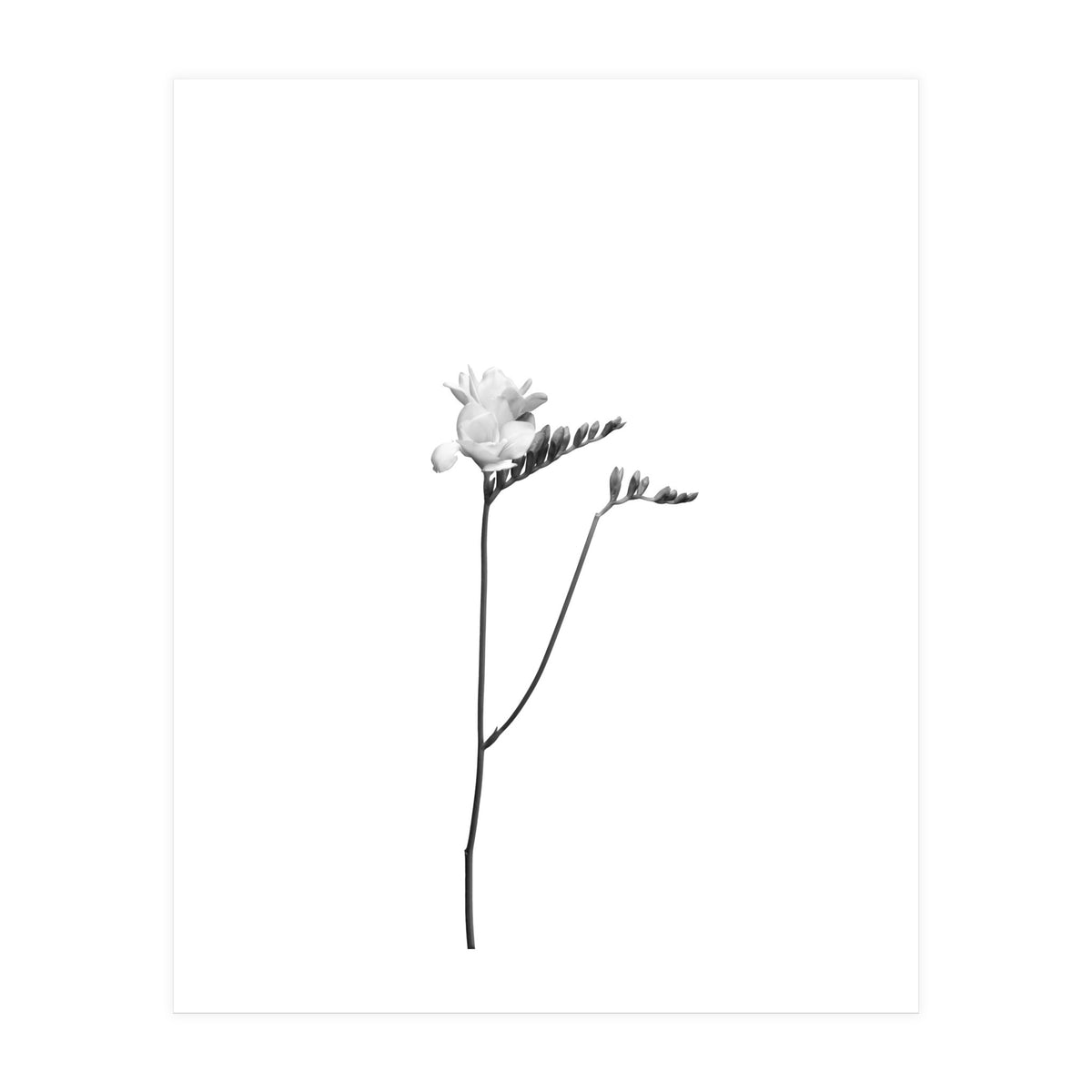 Freesia | bright design (Print Only)