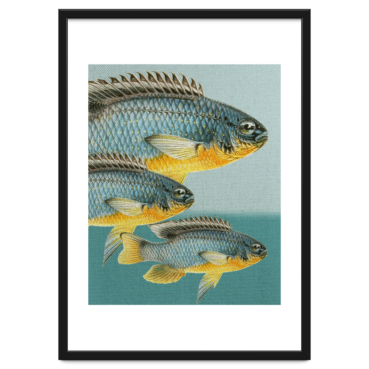 Fish Classic Designs 12