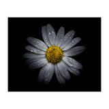 Backyard Flowers No 16 Color Version (Print Only) thumbnail