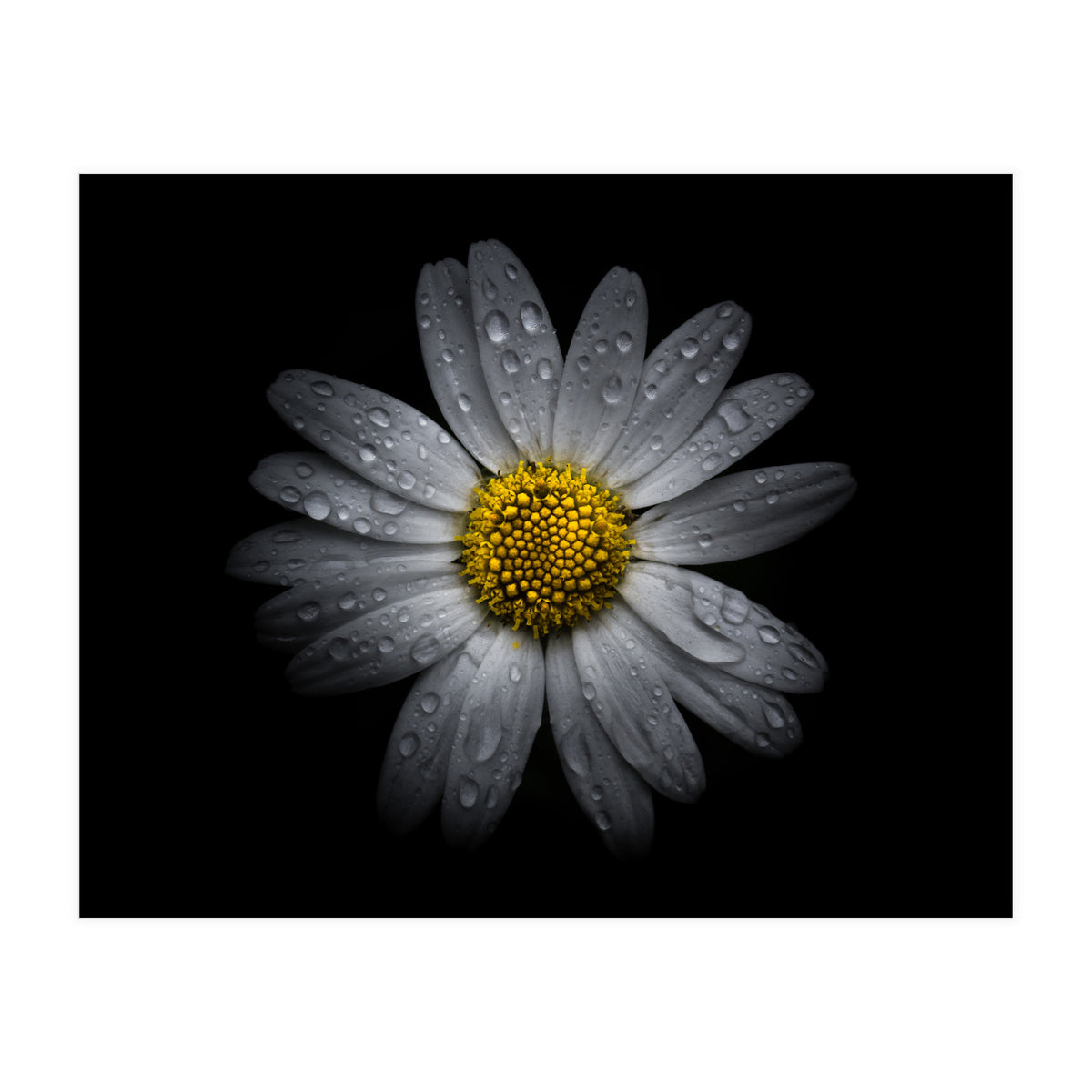 Backyard Flowers No 16 Color Version (Print Only)