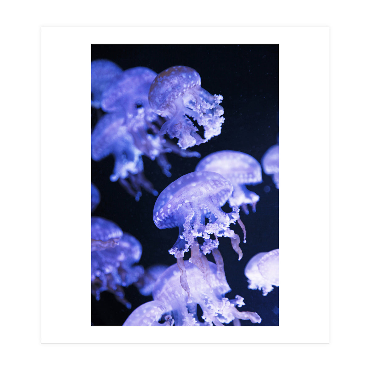 Jellyfish (Print Only)