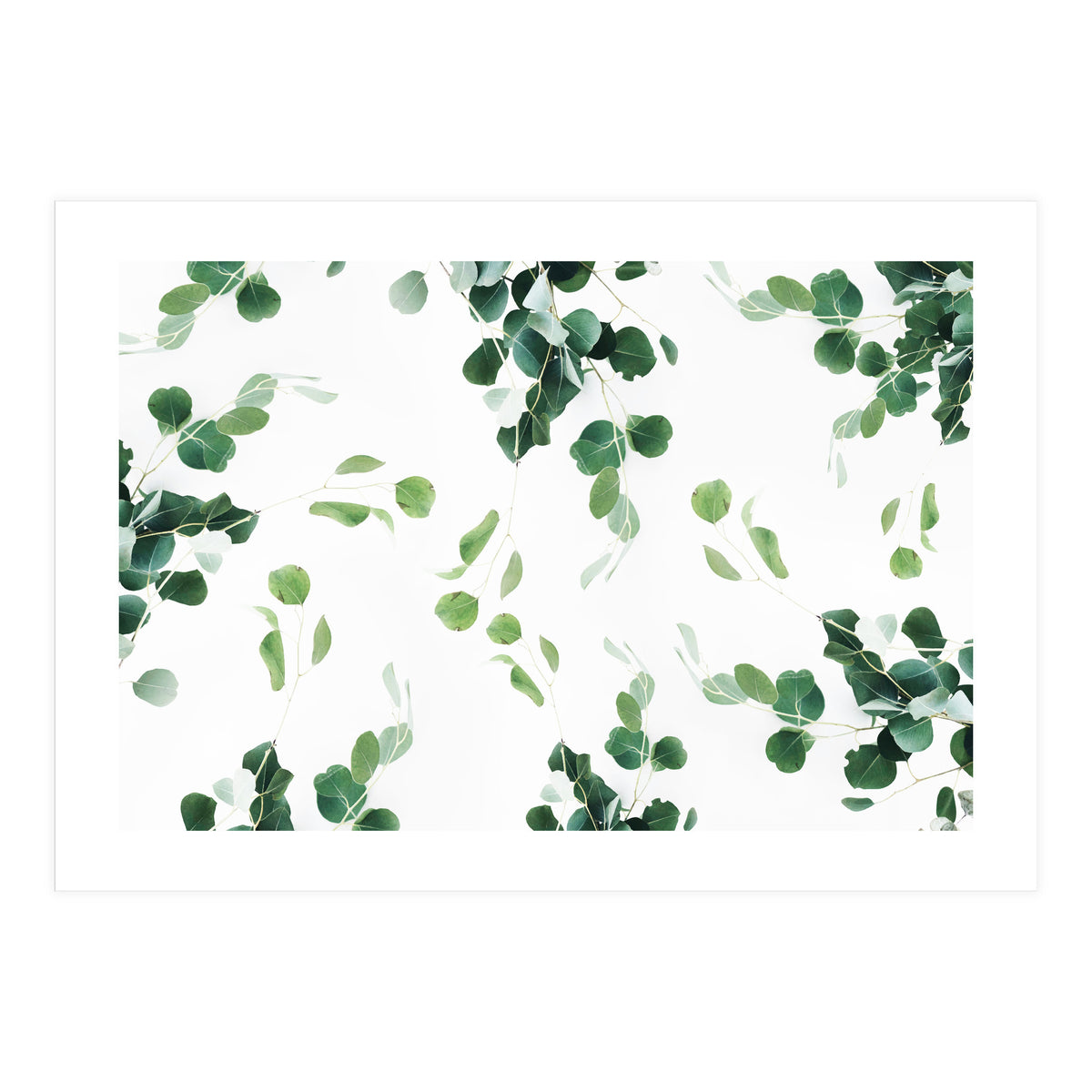 Botanical Celebration  (Print Only)