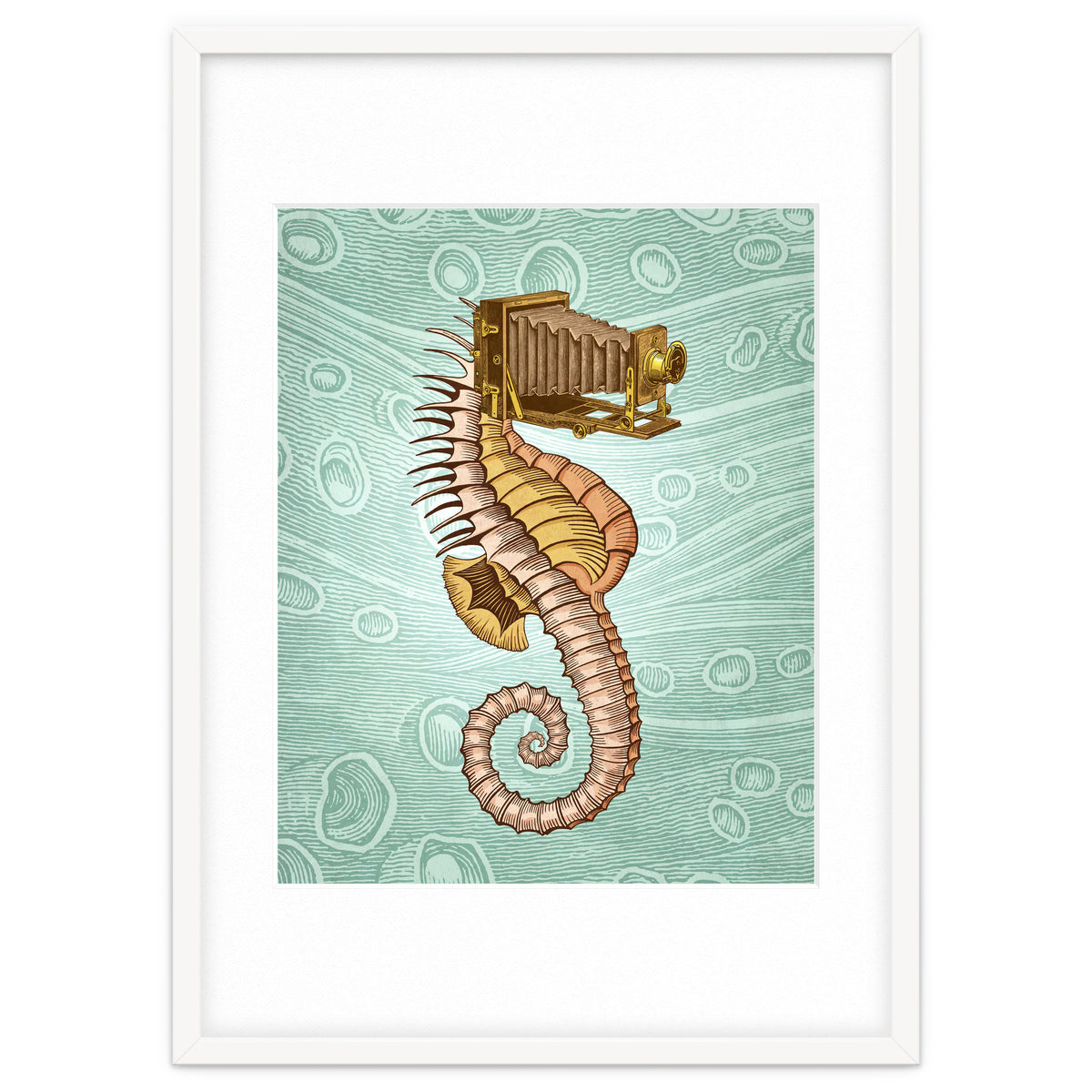 Hippocampus Camerarum