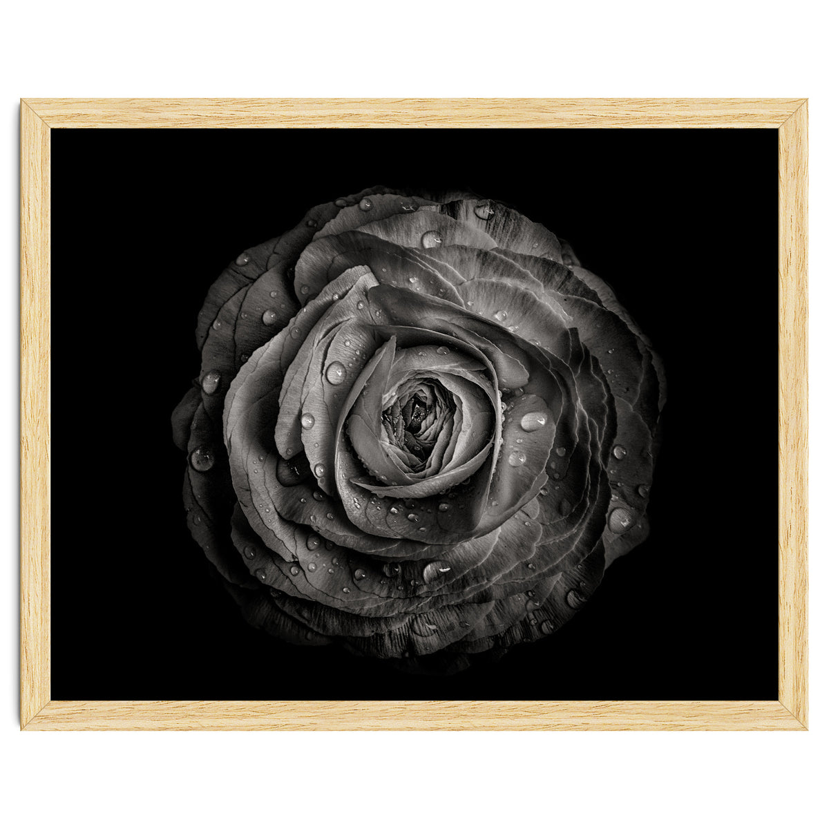 Backyard Flowers In Black And White 72