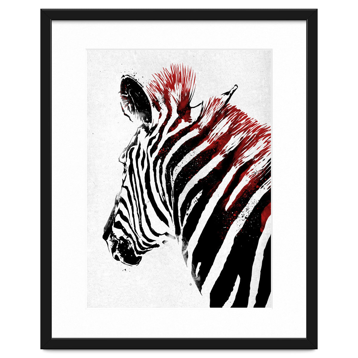 Zebra