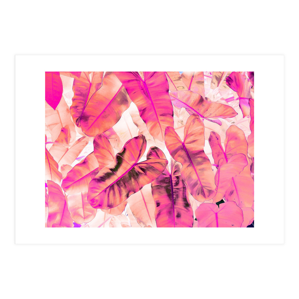 Pink Nirvana (Print Only)