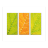 Autumn Leaves (Print Only) thumbnail