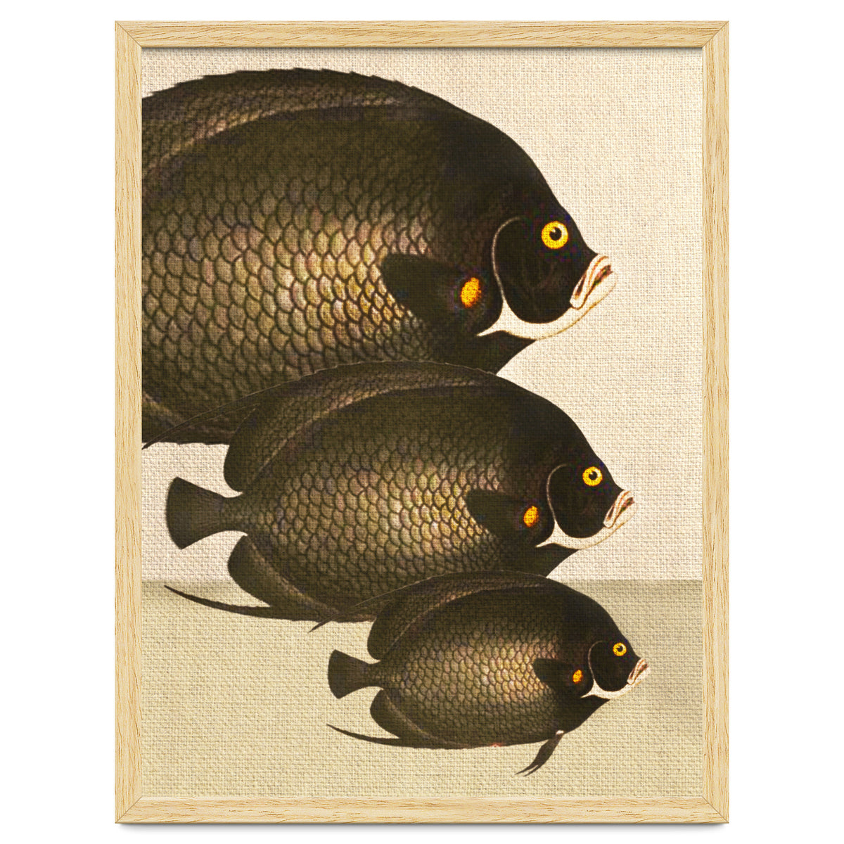 Fish Classic Designs 11