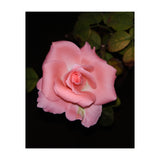 Pink Rose Floral (Print Only) thumbnail