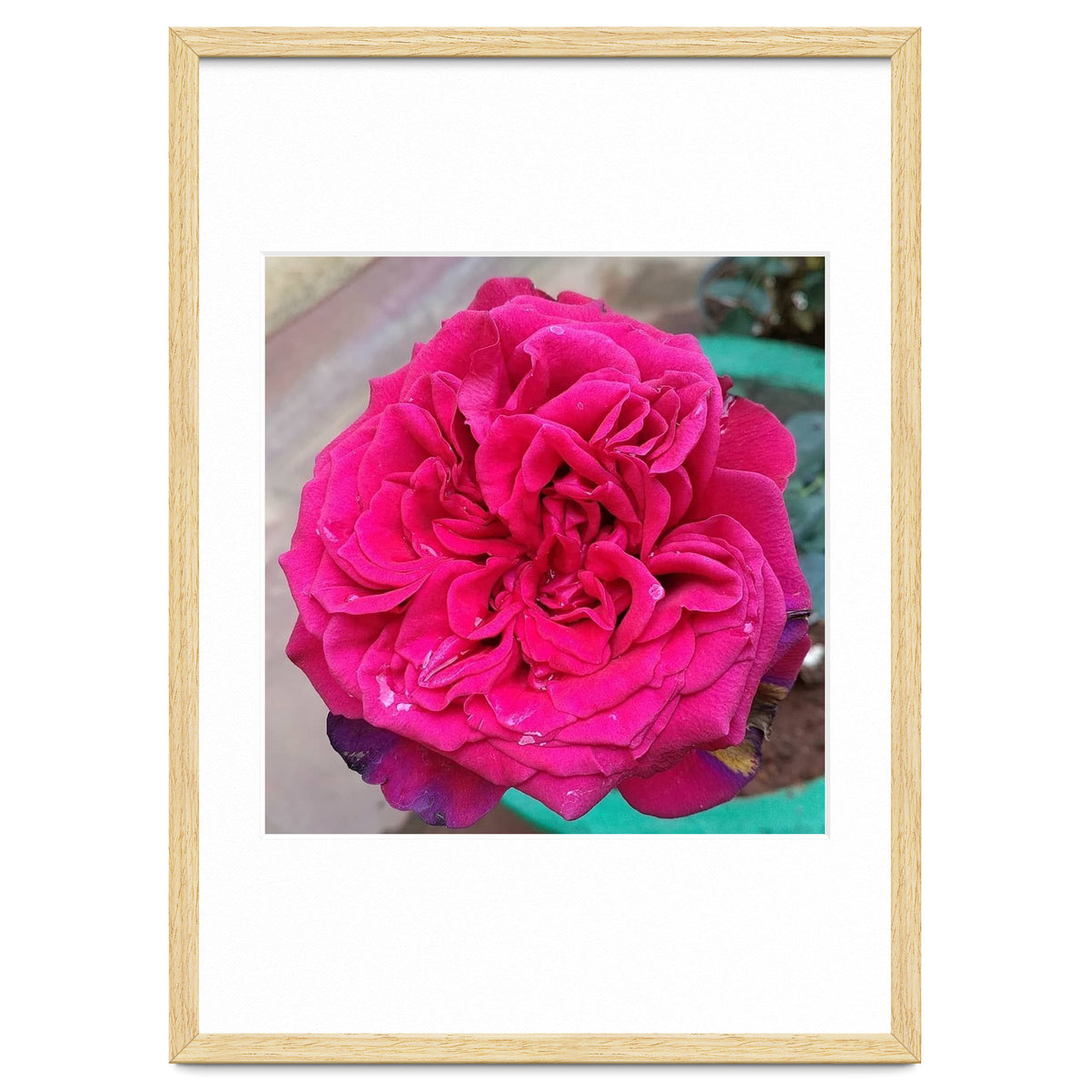 Beautiful Fragrant Rose