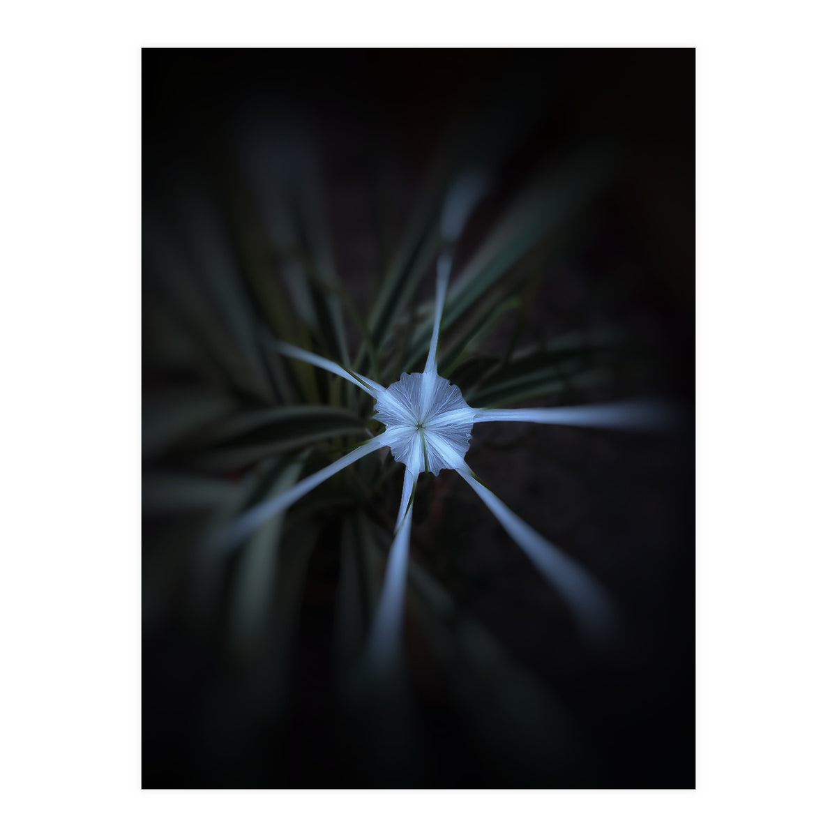 Sparkle Flower (Print Only)