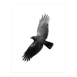 High (Print Only) thumbnail