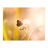 Butterfly (Print Only) thumbnail