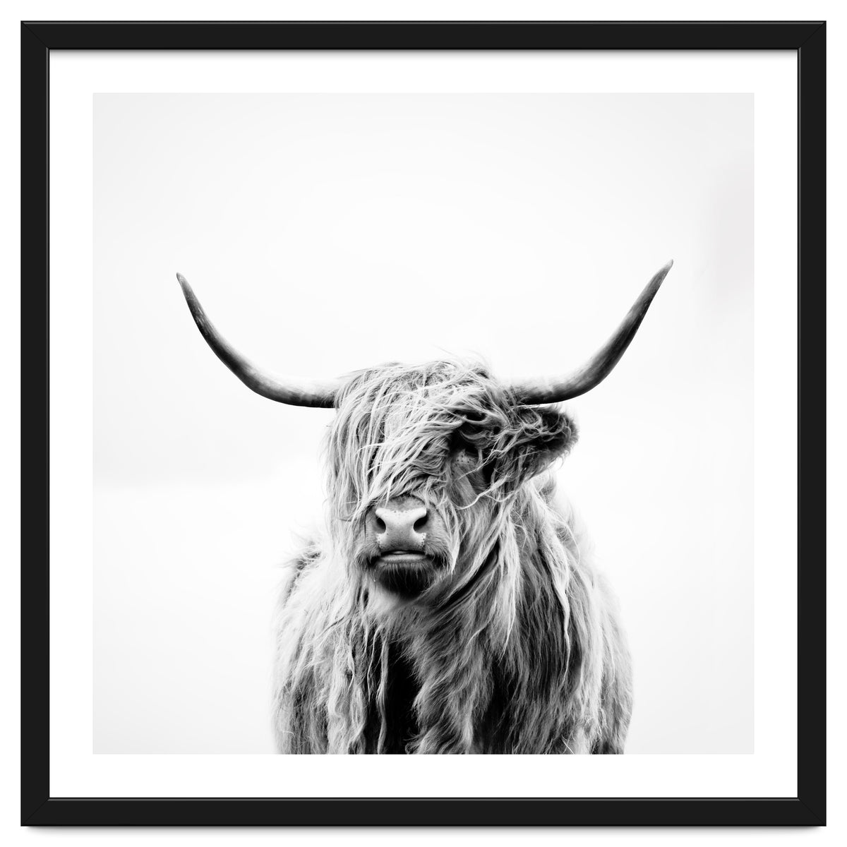 Portrait of a Highland Cow (Square Version)