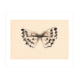Butterfly (Print Only) thumbnail