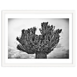 Cut down tree top thumbnail