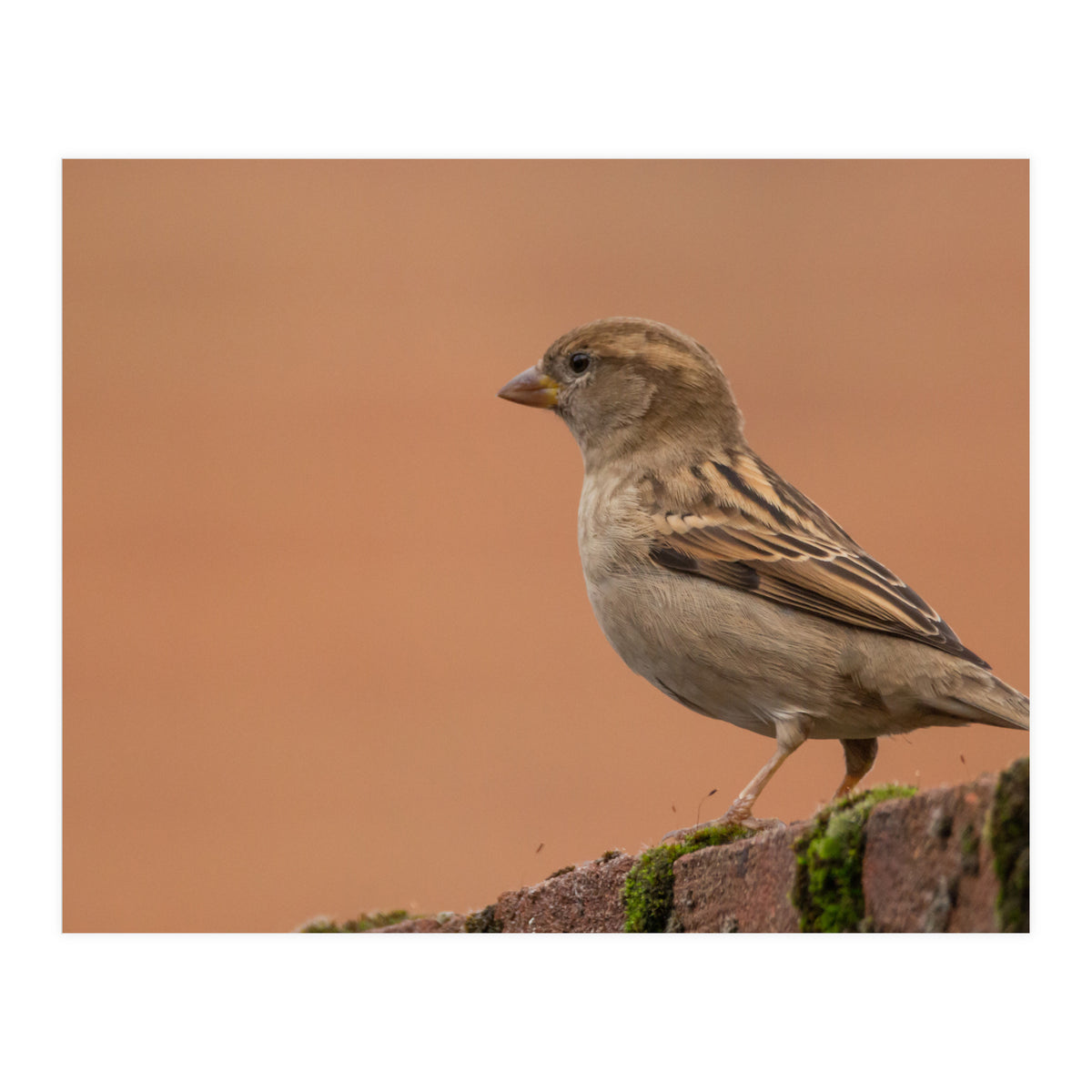 House Sparrow (Print Only)